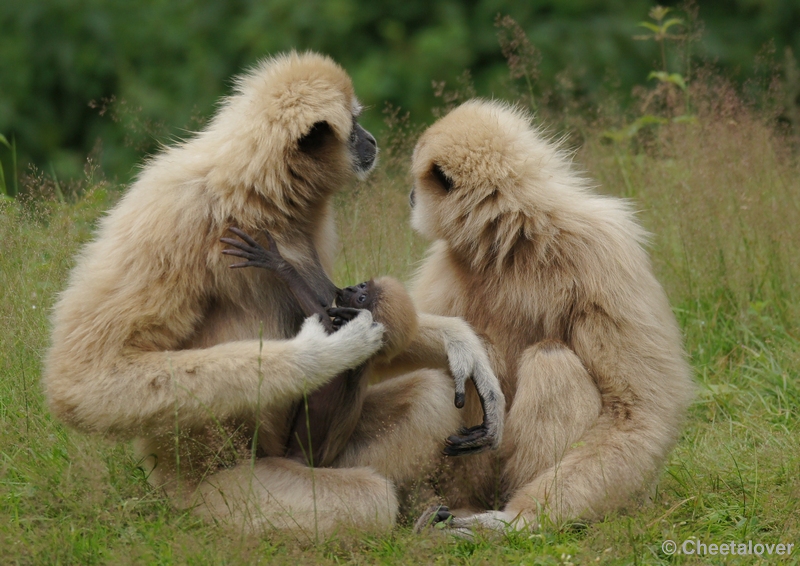 DSC02517 (2).JPG - Withandgibbon